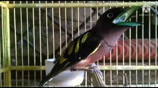 Download lagu Masteran handal 2022. Burung Sempur Hujan Rimba jantan. mp3 Download lagu Masteran handal 2022. Burung Sempur Hujan Rimba jantan. mp3