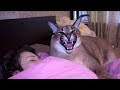 Big Floppa Is An Awesome Bodyguard Caracal