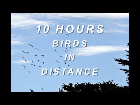 Birds in Distance - Relaxing Nature Sounds 10 Hours