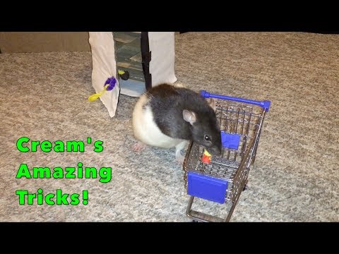 Cream's Incredible Rat Tricks Part 2!