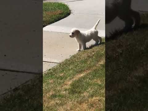 Indiana the Labradoodle