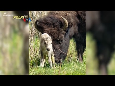 VOA - KELAHIRAN BISON PUTIH MEMACU SEMANGAT PELESTARIAN LINGKUNGAN