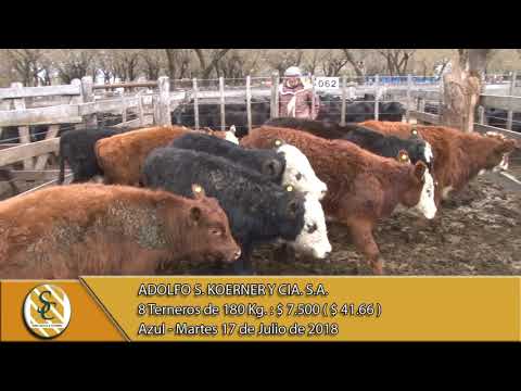 17-07-18 Venta de Machos - Adolfo S. Koerner y Cia S.A. - Azul.