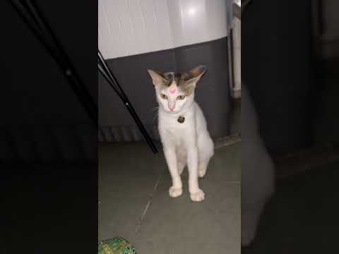 आमचा मांजरीचे नखरे#cat#politics#viralvideo#mns#motovlog#rider#zeenews#zeenews#new#kholapur#travel