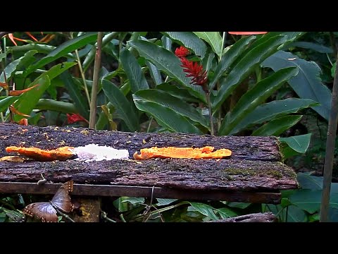 Stub-tailed Morpho Butterfly Visits The Panama Fruit Feeder – Sept. 14, 2020