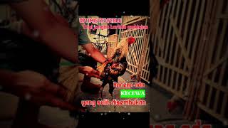 Download lagu story wa ayam jawara #ayambangkok mp3 Download lagu story wa ayam jawara #ayambangkok mp3