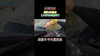 【閲覧注意】魚（メジカ）の血抜きで大量出血！#shorts #釣り #ショアジギング