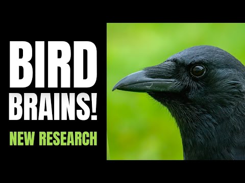 Bird Brains | Latest Research and Interesting Facts