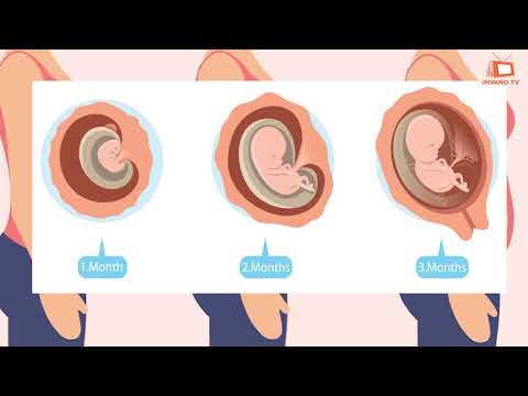 Sobanukirwa byinshi ku gutwita igihembwe cya mbere n'amafunguro yo kwitaho.