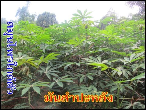เพิ่มสมาชิกที่เร็วที่สุด ตกแรงในรอบ 30 ปี