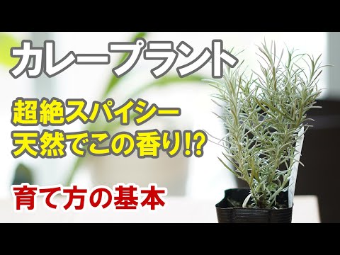 カレーハーブ 植物