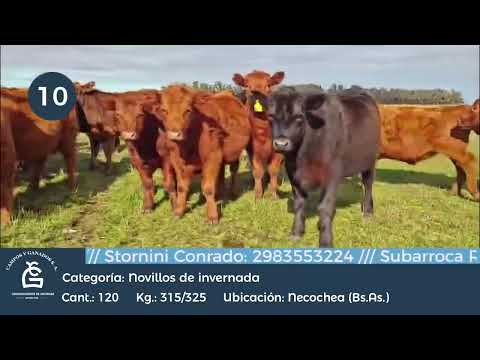 Lote Novillitos Inv - Necochea Bs As