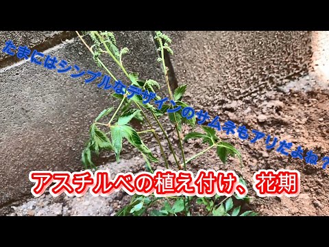 アスチルベについて詳しく解説