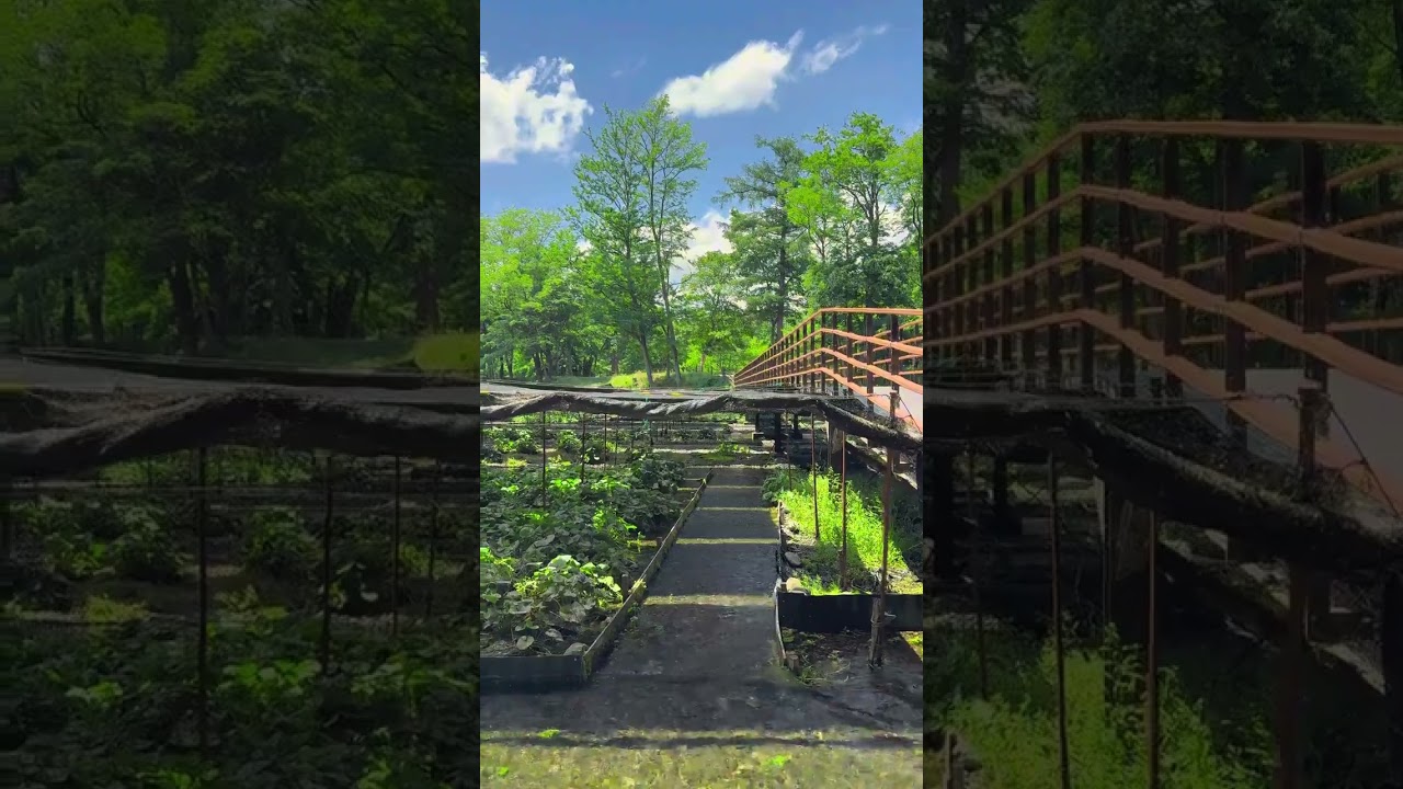 YouTube Short thumbnail