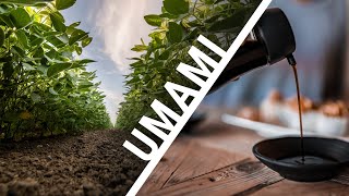 Umami, die Essenz des würzigen Geschmacks