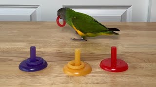 Senegal Parrot Sorting Rings by Colors