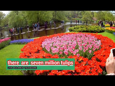 park more than 7 million flowers tulips in Keukenhof.