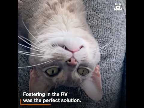 Couple fosters kittens and puppies in their RV