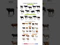 Types of buffalo #shorts #viral #animals