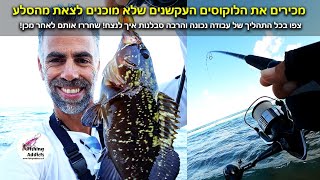 לוקוסים עקשנים לרוב אני מנצח