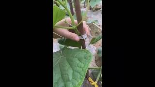 Príchytky pre rastliny, klip na rastliny sada 50 ks