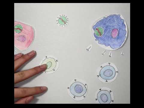 Unspezifische Immunabwehr | Schulprojekt