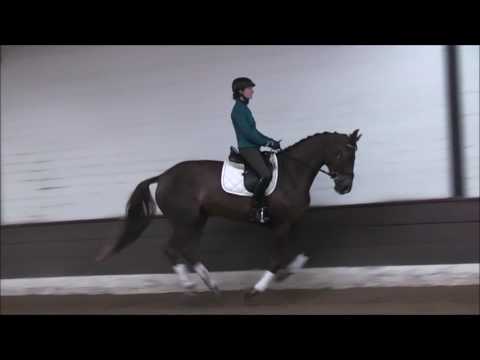 BOMBAY 4j. St. v. Bretton Woods - Danone for sale VB 12.000,- Euro