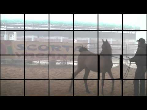 SG Wanessa (Psyrasic x Wanity)