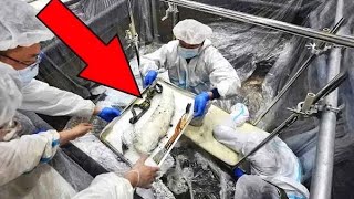 25 Most Amazing Ancient Artifacts Finds