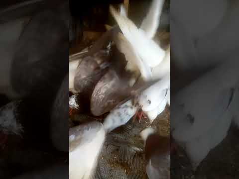 pigeon, pigeon sound, pigeon srilanka, pigeon farm 01 supiri paravi, paravi, pigeon  cage pigeon