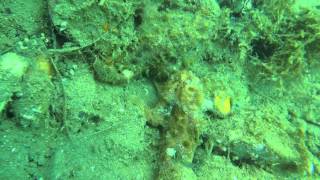 preview picture of video 'couple of yellow frogfishes (Antennarius, Пара желтых рыб-лягушек)'