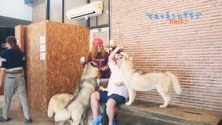 preview picture of video 'คาเฟ่น้องหมาสุดน่ารักใน จ.ขอนแก่น กับ Husky cafe #สองอ้วนรีวิว'