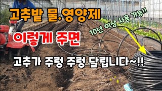 고추밭 관수설치하면 물.영양제 주기 쉽고 가뭄 걱정 없고 고추가 주렁주렁 달립니다