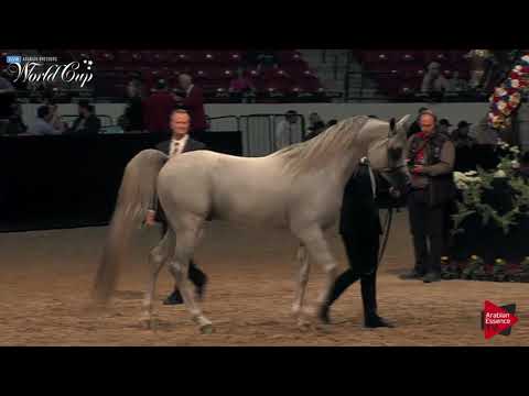 N.164 RD CAPRIOTTI - LAS VEGAS 2019 - Arabian World Cup Senior Breeding Stallions (Class 124).mp4