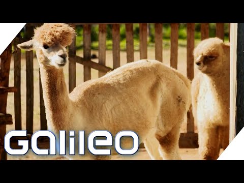Breeding alpacas! What makes an alpaca so valuable? | Galileo | ProSieben