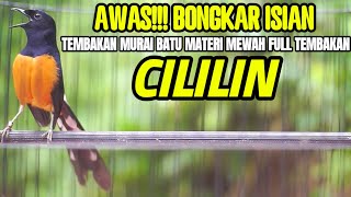 Download lagu TEMBAKAN MURAI BATU GACOR ISIAN CILILIN INI AMPUH BUAT MATERI MURAI ANDA AGAR BONGKAR ISIAN mp3