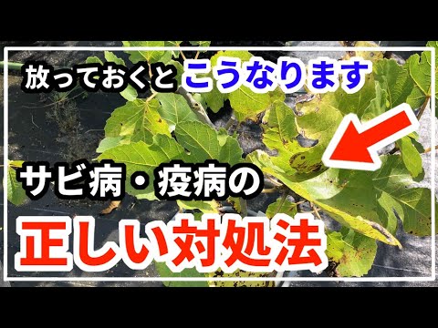 イチジクの葉カボチャ 植物