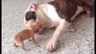 Puppy plays with Pibble's tail