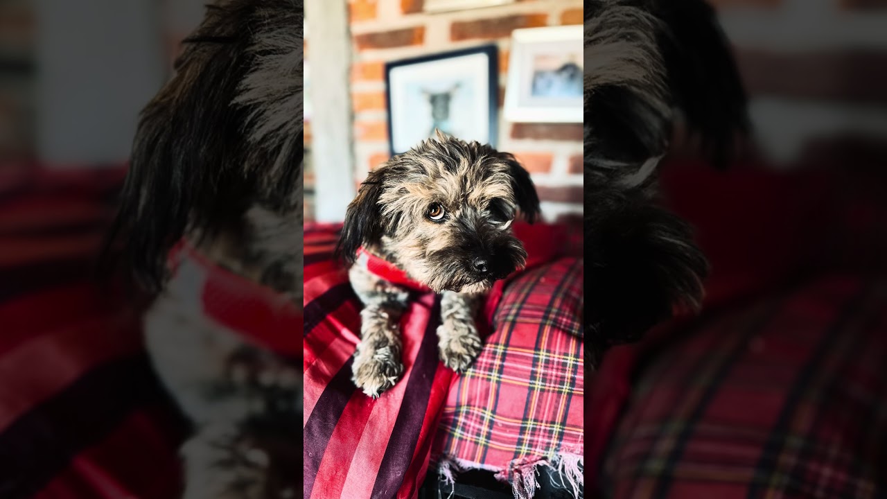 Enlarge Bendito, a ADOPTABLE Mixed Breed in Encino, CA video 6/6