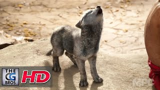 CGI & VFX Showreels HD: Animation Reel 2016 - by James Brown