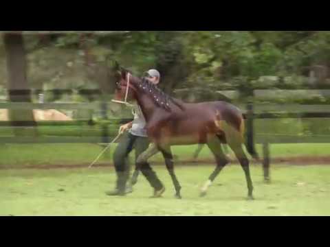 42 PENSAMENTO ABIARA