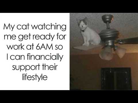 Cute Animals Being Absolute Chaos 😂 | HahaHub