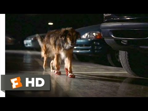 Bowfinger (4/10) Movie CLIP - High-Heel Wearing Dog (1999) HD
