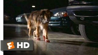 Bowfinger (4/10) Movie CLIP - High-Heel Wearing Dog (1999) HD