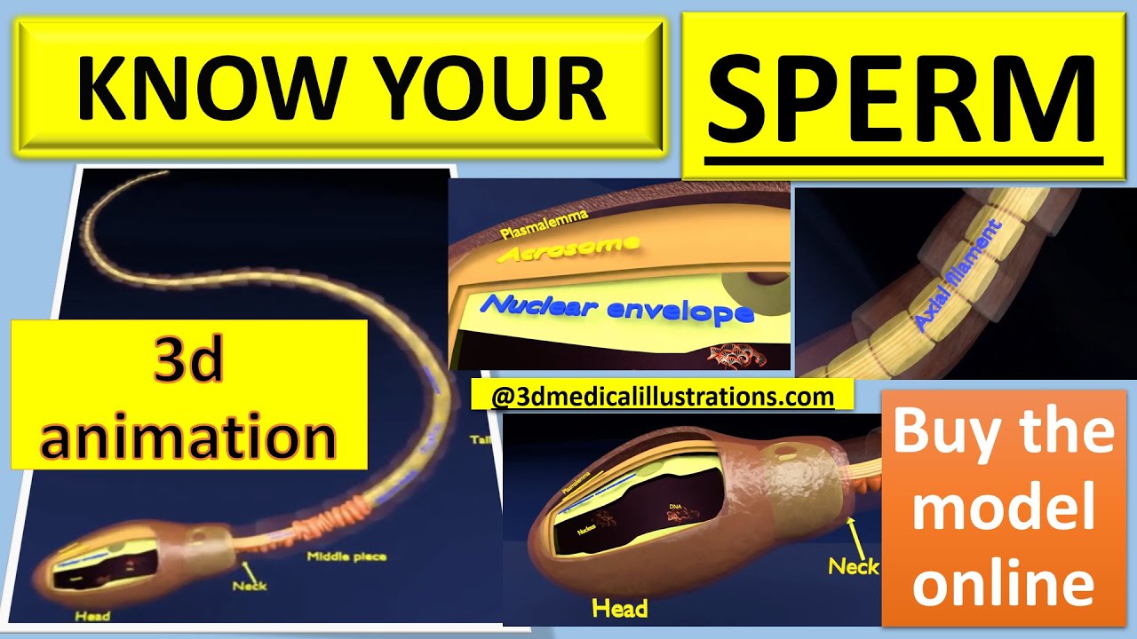 3D sperm spermatozoa 3D Model