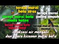 terapi murai batu stres ,murai batu drop mental dan murai batu muda hutan