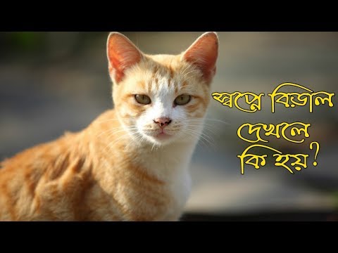 স্বপ্নে বিড়াল দেখার অর্থ কি? Sopne Biral Dekhle ki Hoy | Shopner Tabir | Hindu Shastra