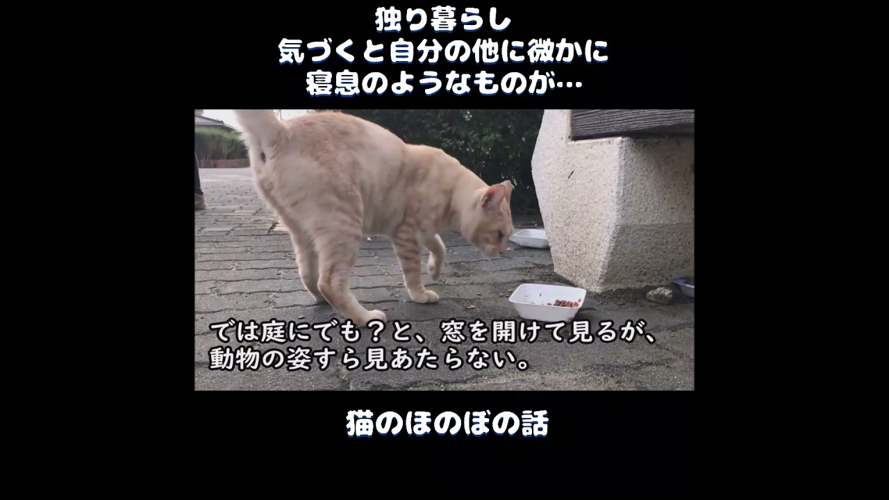 【猫のほのぼの話】独り暮らし。気づくと自分の他にかすかに寝息のようなものが…＃ねこぬこにゃんこ #猫 #猫の話 ＃ほのぼの ＃shorts