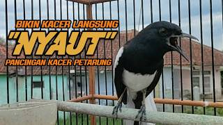 Download lagu Suara Burung Kacer Bikin Lawan Emosi Gacor, Pancingan Kacer Agar Cepat Emosi Gacor mp3