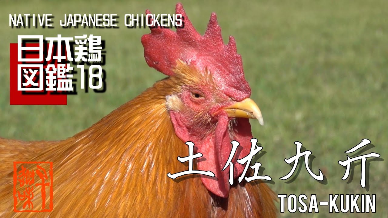 日本鶏図鑑18  土佐九斤　The World of Native Japanese Chickens